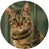 files/Temoignage_client.png